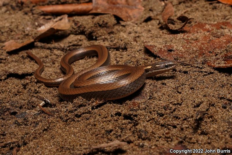 Yellow-bellied Snake (Coniophanes fissidens)