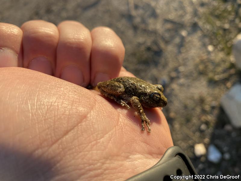 California Treefrog (Pseudacris cadaverina)