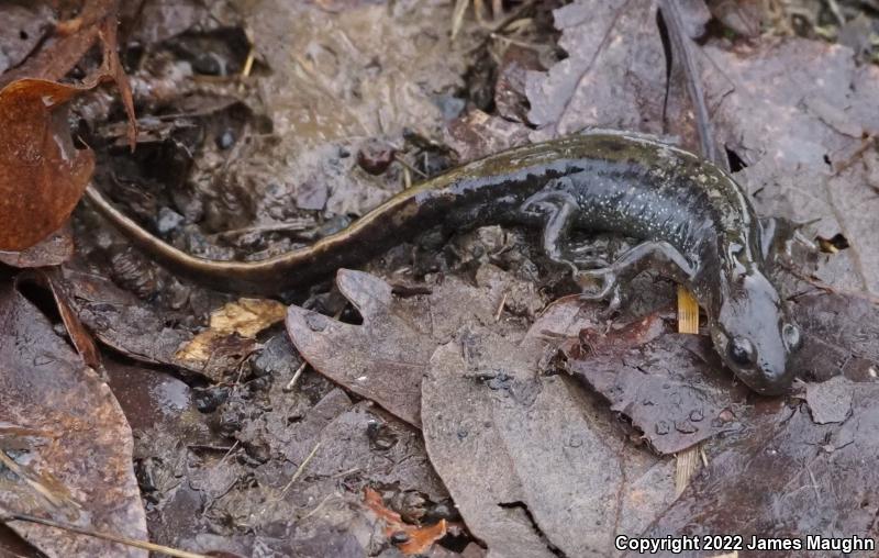 Western Long-toed Salamander (Ambystoma macrodactylum macrodactylum)