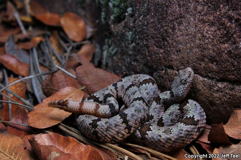 Banded Rock Rattlesnake (Crotalus lepidus klauberi)