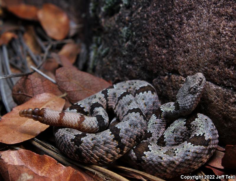 Banded Rock Rattlesnake (Crotalus lepidus klauberi)