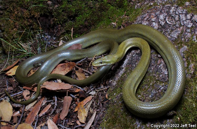 Green Ratsnake (Senticolis triaspis)