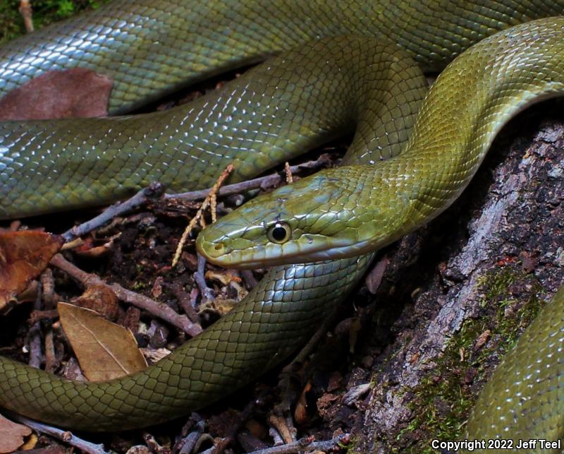 Green Ratsnake (Senticolis triaspis)