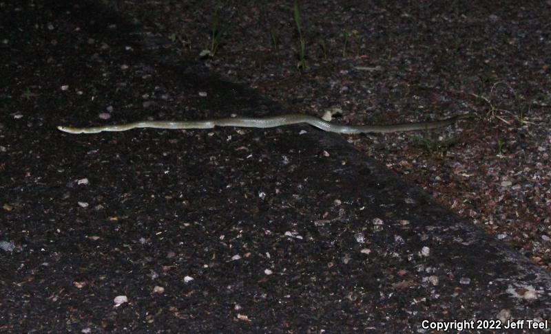 Green Ratsnake (Senticolis triaspis)