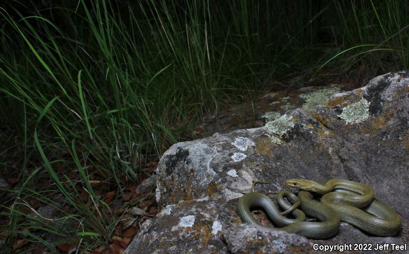 Green Ratsnake (Senticolis triaspis)