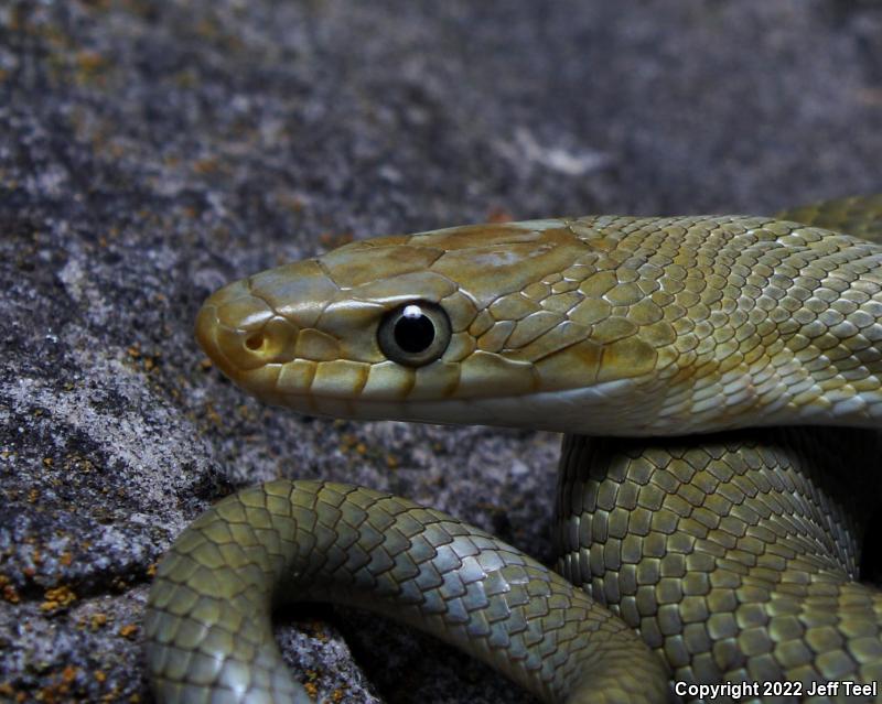 Green Ratsnake (Senticolis triaspis)