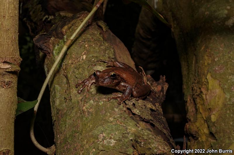 Mexican Treefrog (Smilisca baudinii)