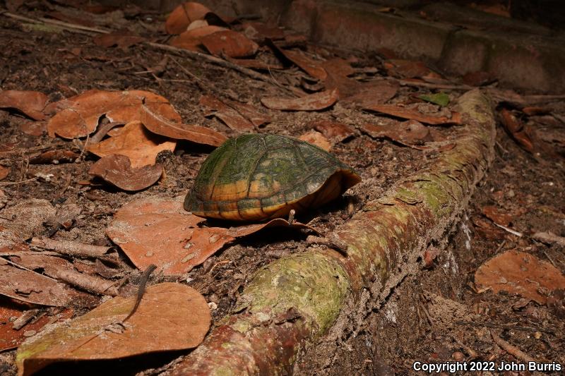 Tabasco Mud Turtle (Kinosternon acutum)