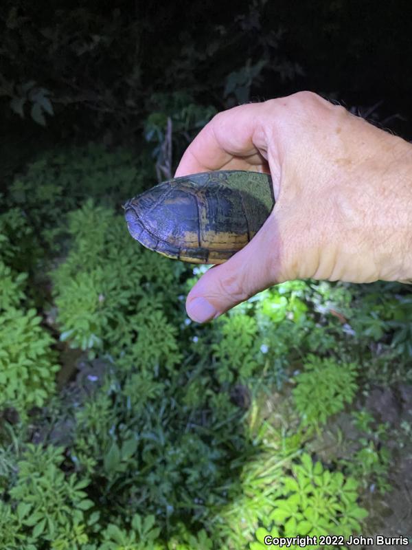 Tabasco Mud Turtle (Kinosternon acutum)