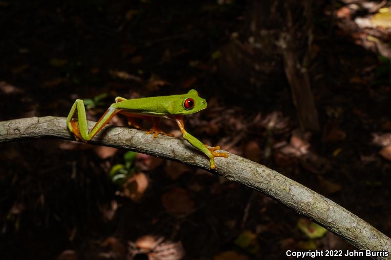 Red-eyed Treefrog (Agalychnis callidryas)