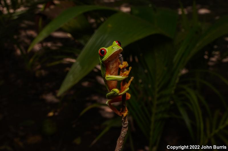 Red-eyed Treefrog (Agalychnis callidryas)