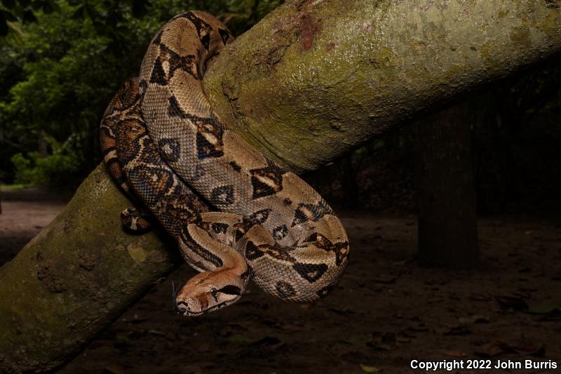 Mexican Boa Constrictor (Boa constrictor imperator)