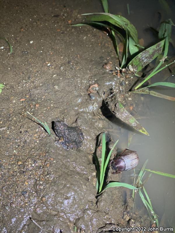 Túngara Frog (Engystomops pustulosus)