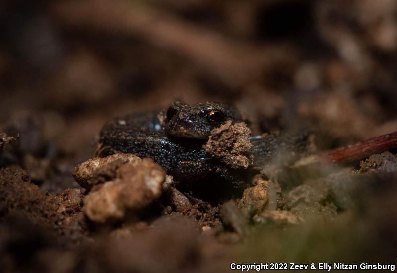 Garden Slender Salamander (Batrachoseps major major)