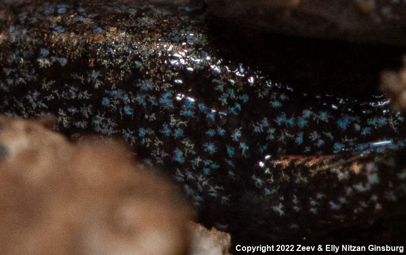 Garden Slender Salamander (Batrachoseps major major)