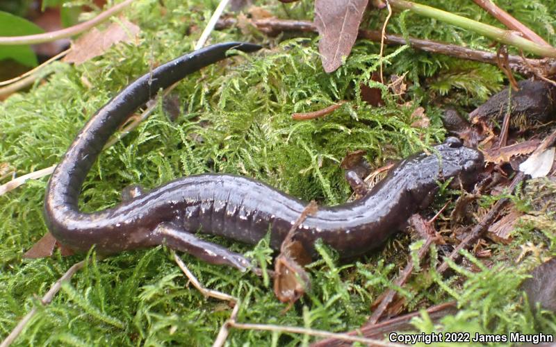 Dunn's Salamander (Plethodon dunni)