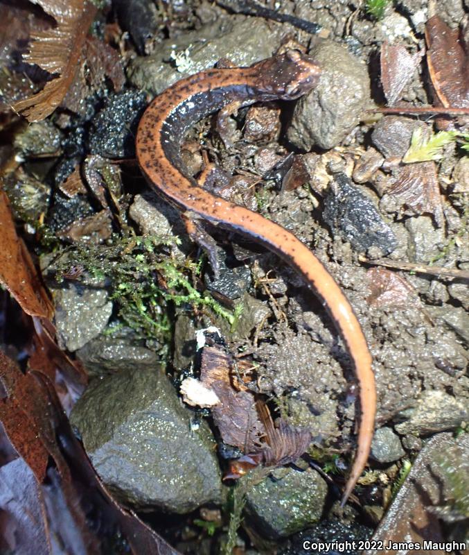 Western Red-backed Salamander (Plethodon vehiculum)