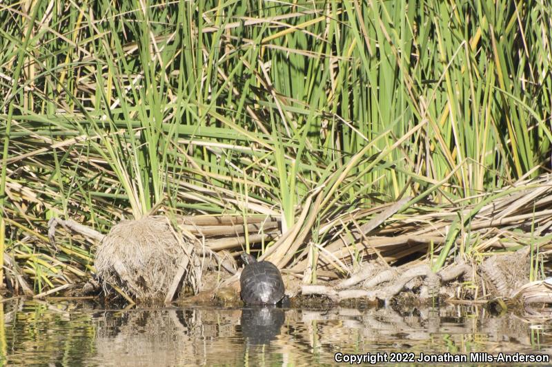 Red-eared Slider (Trachemys scripta elegans)