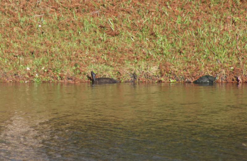 Florida Softshell (Apalone ferox)