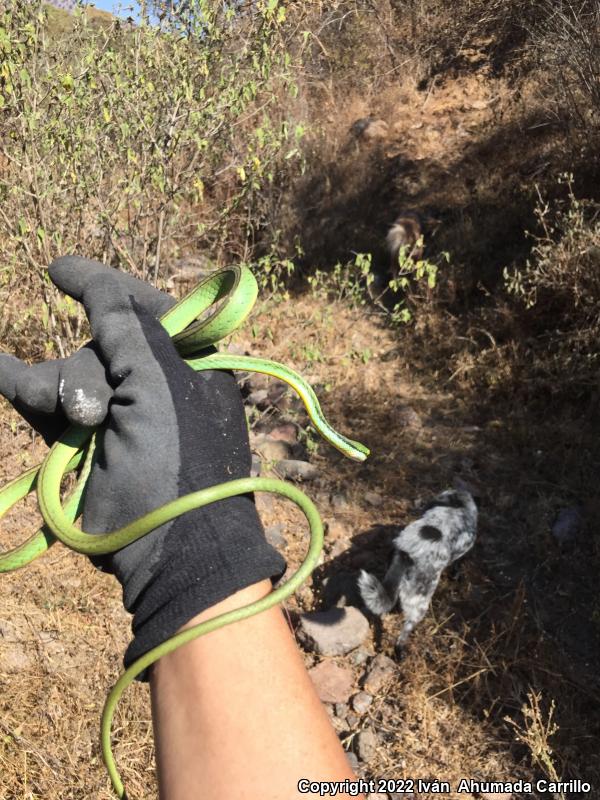 Pacific Coast Parrot Snake (Leptophis diplotropis diplotropis)