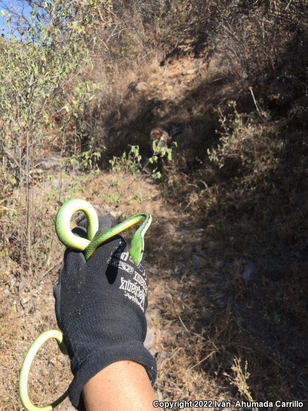 Pacific Coast Parrot Snake (Leptophis diplotropis diplotropis)