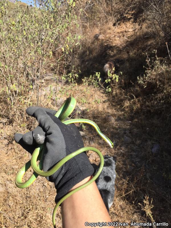 Pacific Coast Parrot Snake (Leptophis diplotropis diplotropis)