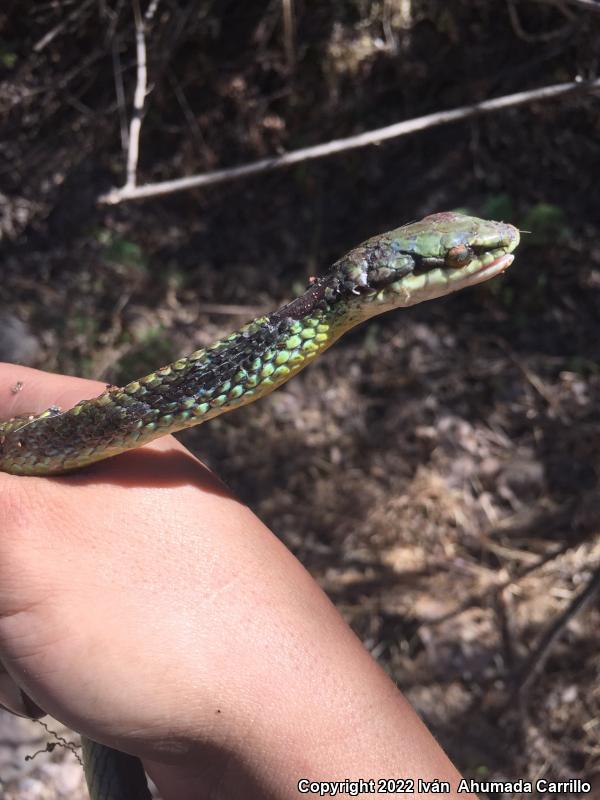 Pacific Coast Parrot Snake (Leptophis diplotropis diplotropis)