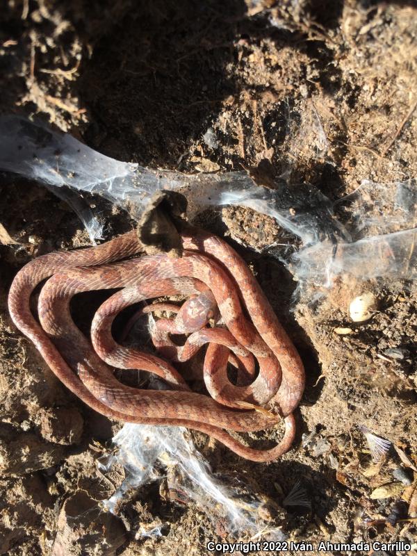 Red Blunthead Tree Snake (Imantodes gemmistratus latistratus)