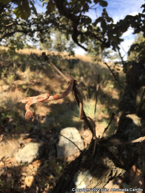 Red Blunthead Tree Snake (Imantodes gemmistratus latistratus)