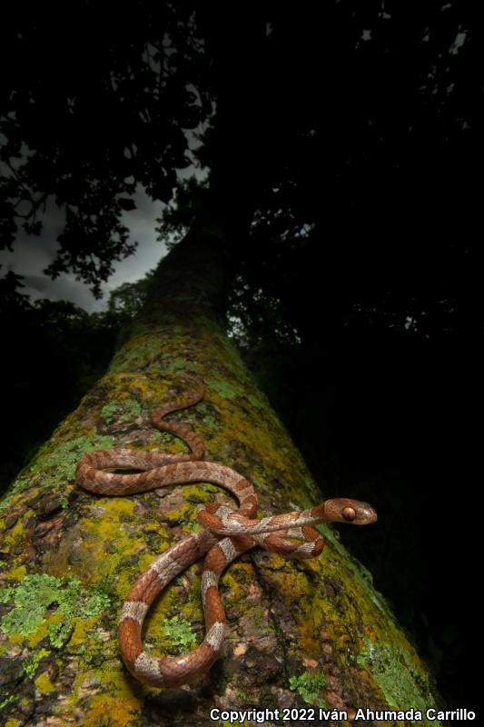 Red Blunthead Tree Snake (Imantodes gemmistratus latistratus)