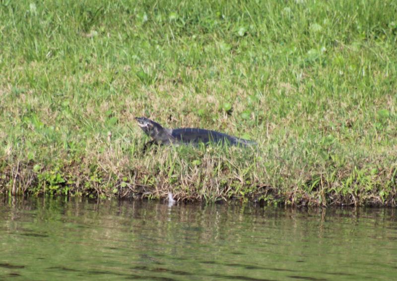 Florida Softshell (Apalone ferox)