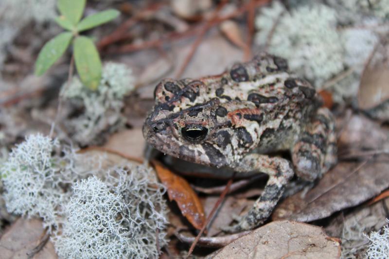 Southern Toad (Anaxyrus terrestris)