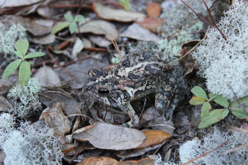 Southern Toad (Anaxyrus terrestris)