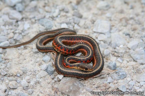 Common Gartersnake (Thamnophis sirtalis)