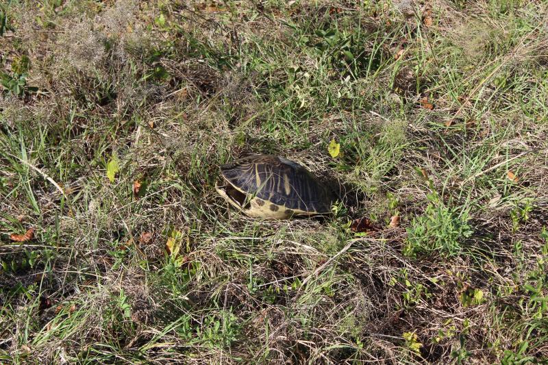 Coastal Plain Cooter (Pseudemys concinna floridana)