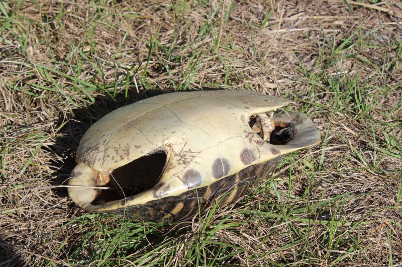 Coastal Plain Cooter (Pseudemys concinna floridana)