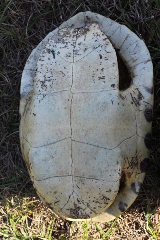 Coastal Plain Cooter (Pseudemys concinna floridana)