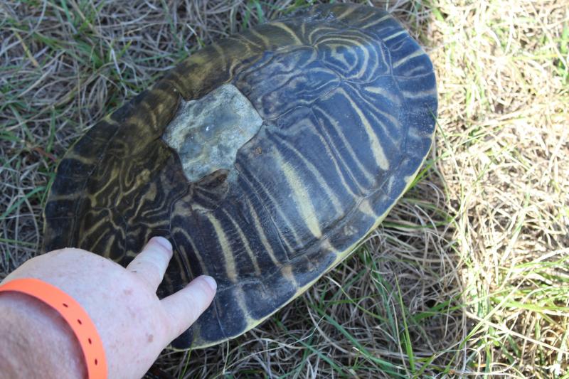 Coastal Plain Cooter (Pseudemys concinna floridana)