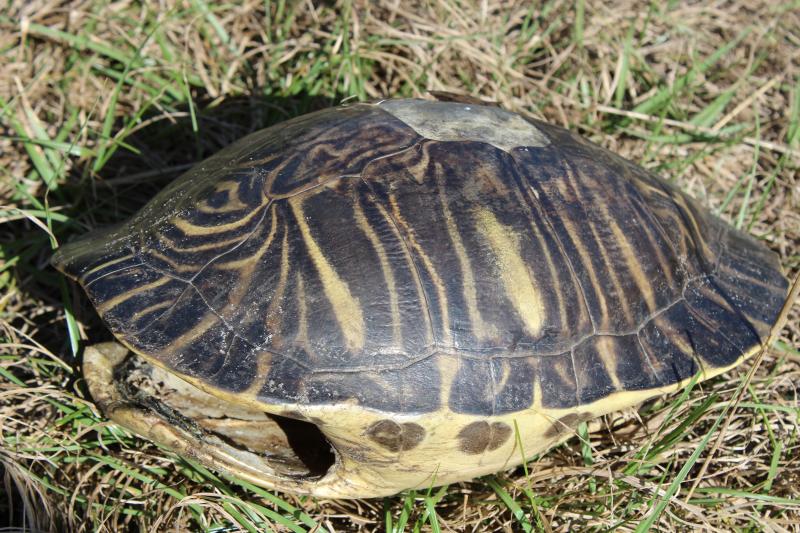 Coastal Plain Cooter (Pseudemys concinna floridana)