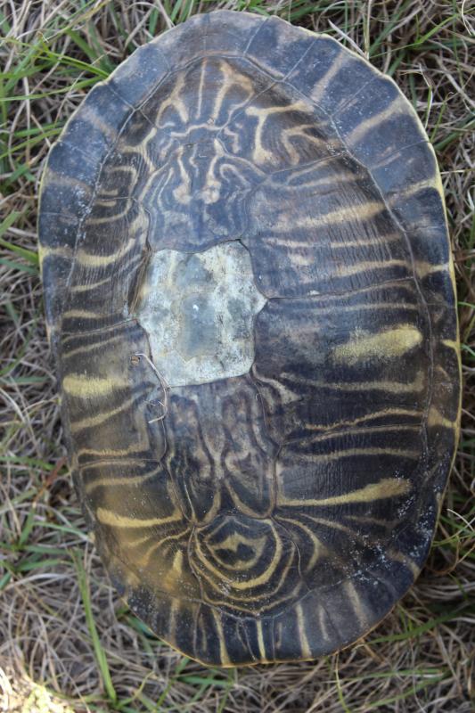 Coastal Plain Cooter (Pseudemys concinna floridana)