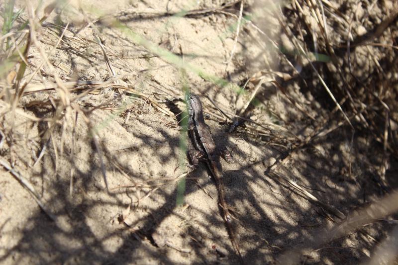 Florida Scrub Lizard (Sceloporus woodi)