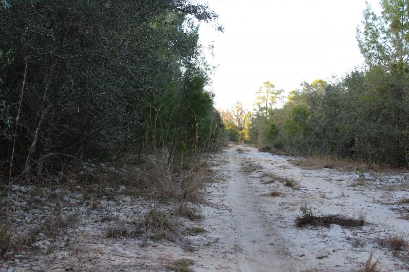 Florida Scrub Lizard (Sceloporus woodi)