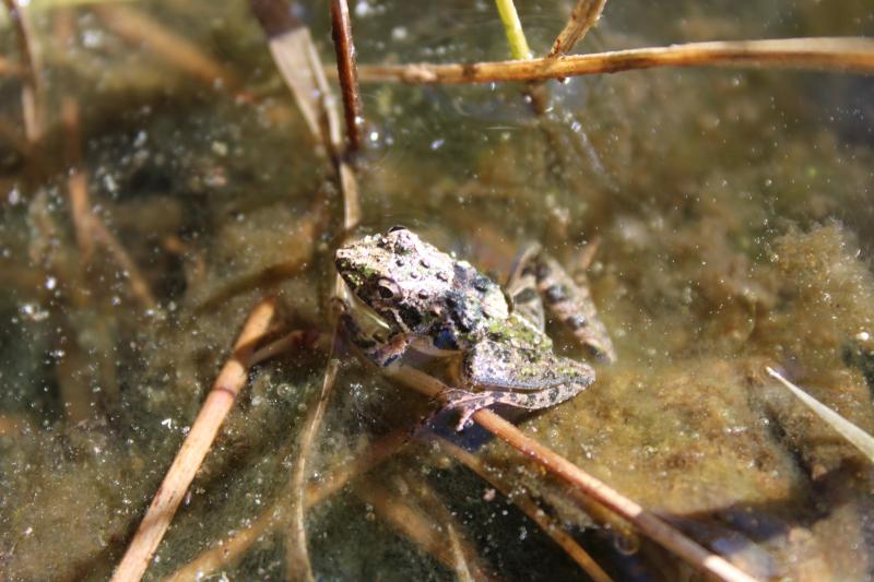 Florida Cricket Frog (Acris gryllus dorsalis)
