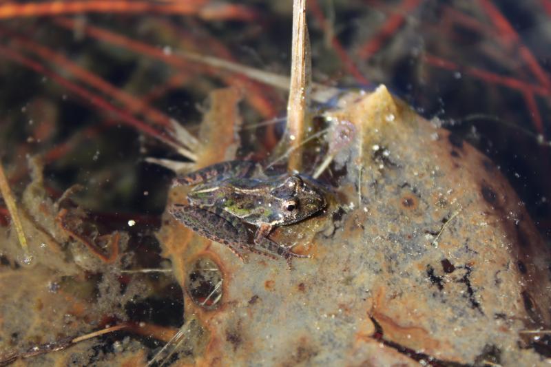 Florida Cricket Frog (Acris gryllus dorsalis)