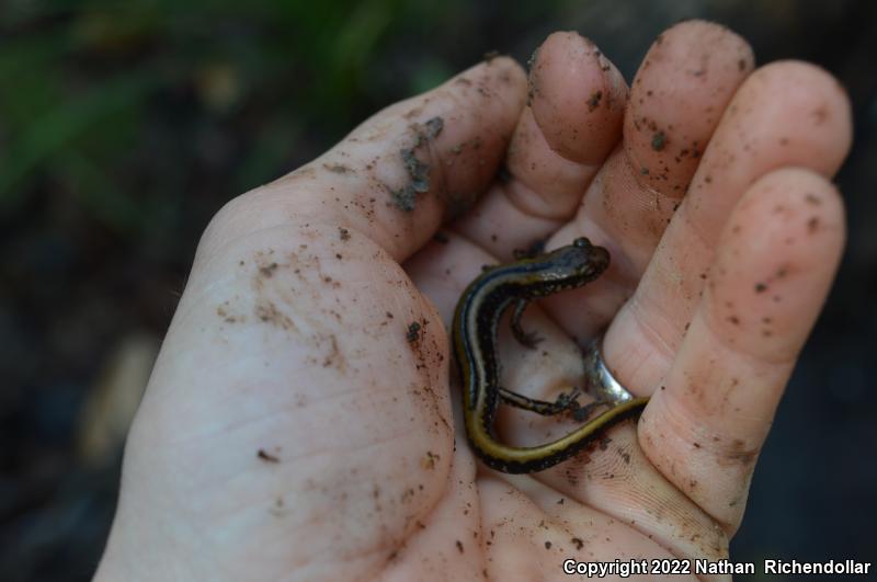 Three-lined Salamander (Eurycea guttolineata)