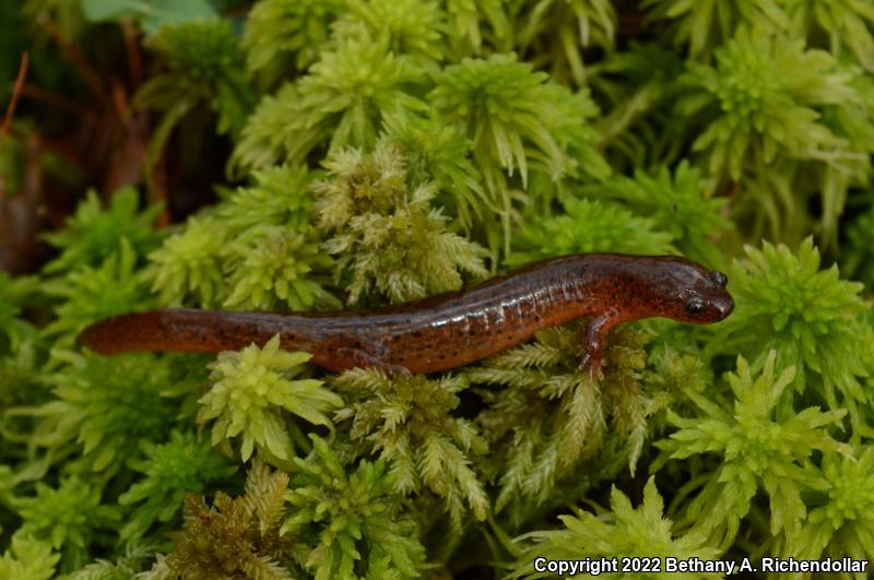 Gulf Coast Mud Salamander (Pseudotriton montanus flavissimus)