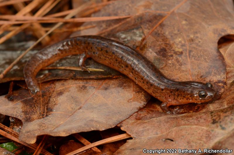 Gulf Coast Mud Salamander (Pseudotriton montanus flavissimus)