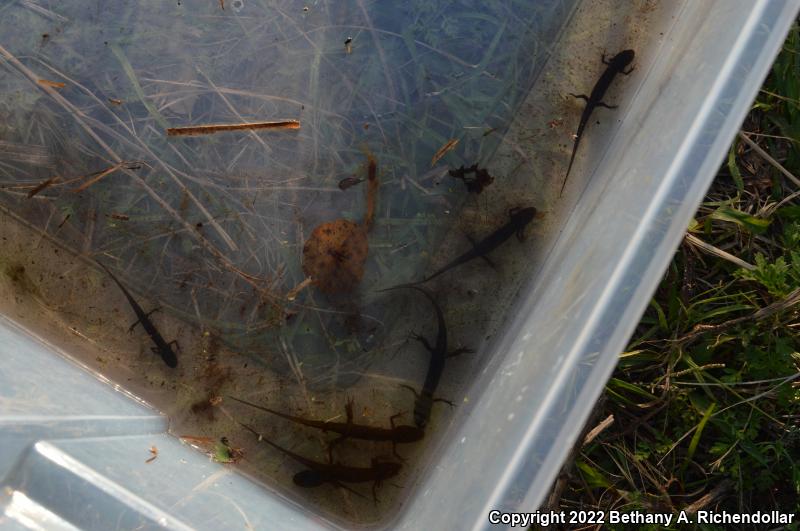 Peninsula Newt (Notophthalmus viridescens piaropicola)