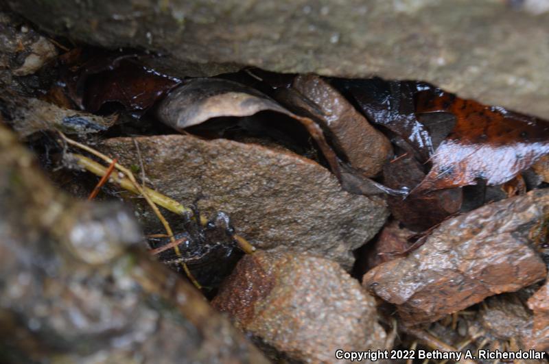 Spotted Dusky Salamander (Desmognathus conanti)