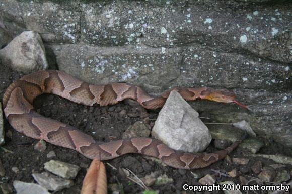 Northern  Copperhead (Agkistrodon contortrix mokasen)